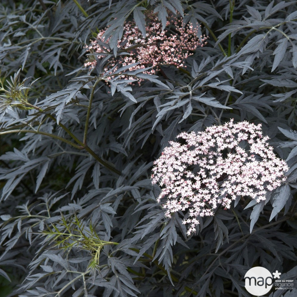 Sambucus nigra ' Black Lace'® :ctr 5 litres