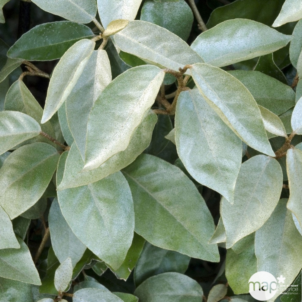 Elaeagnus x ebbingei ' Compacta ' : conteneur 7,5 litres