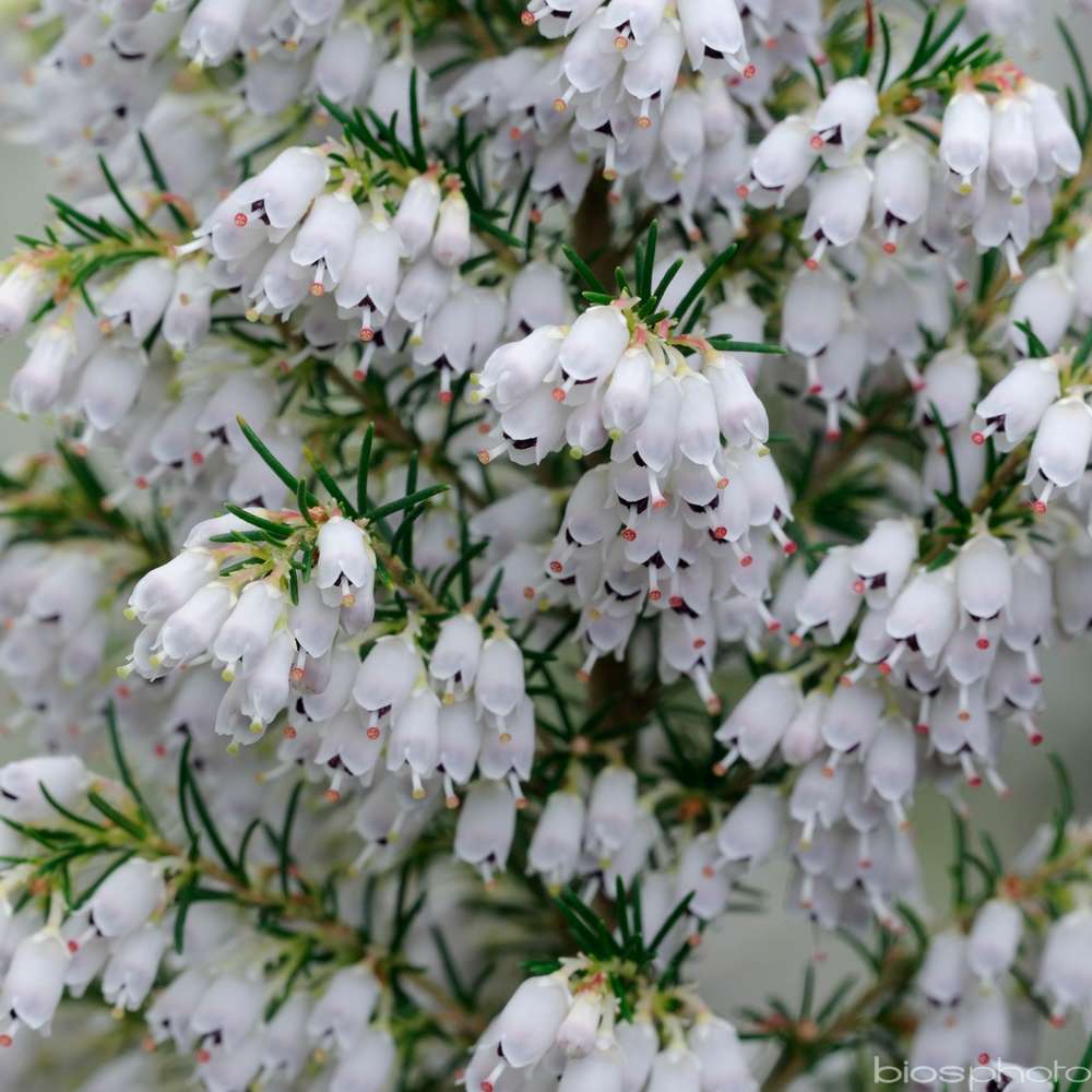 Erica arborea 'Pink Joy' : conteneur 5 L