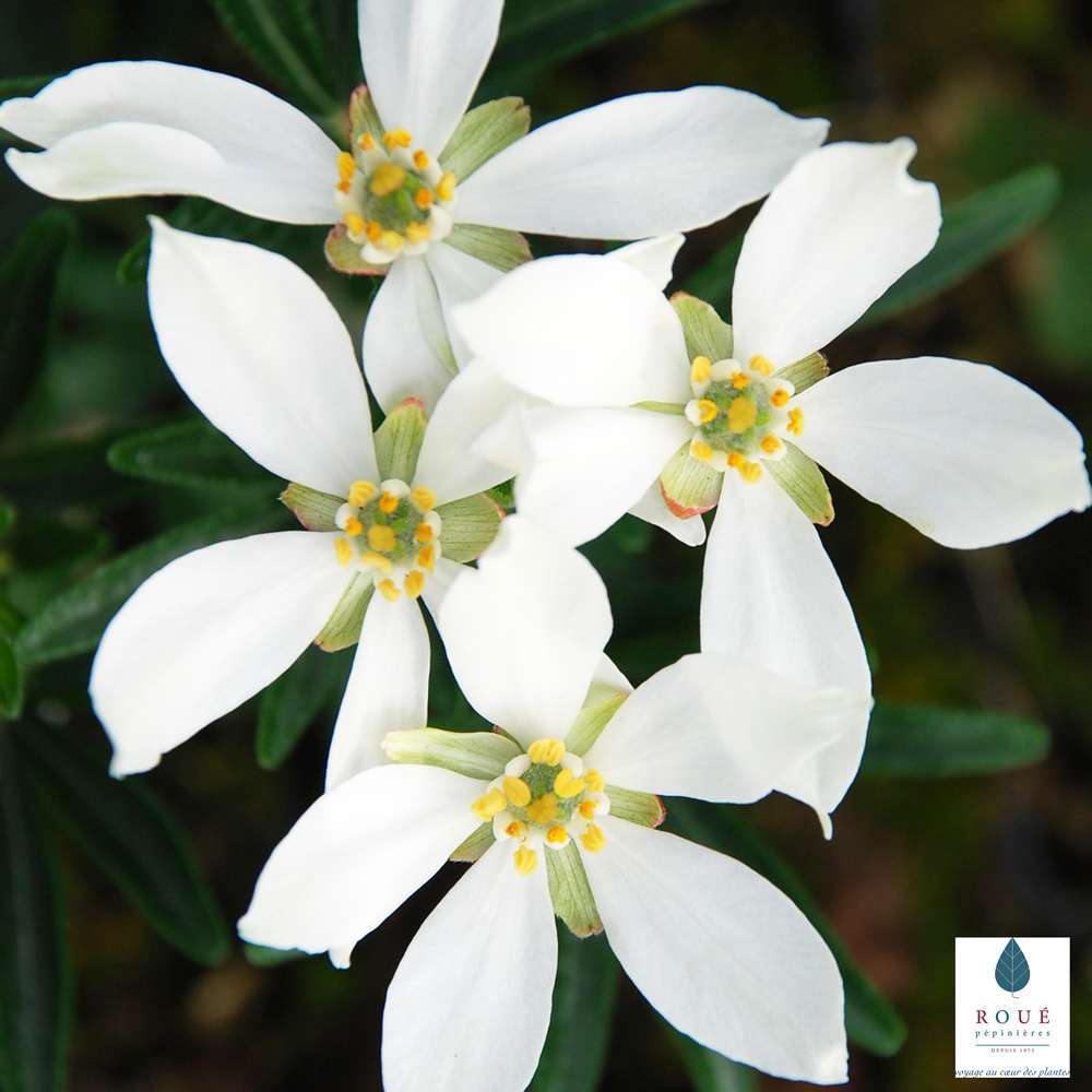 Choisya ternata 'Snow Fluries' : ctr 3 litres