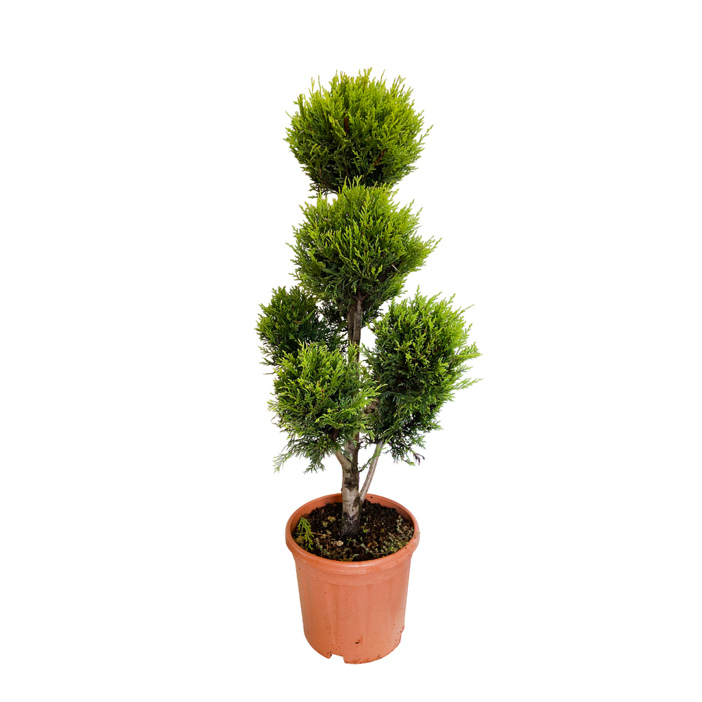 Cupressocyparis leylandii ' Castelwellan Gold' : pompon pot 12L