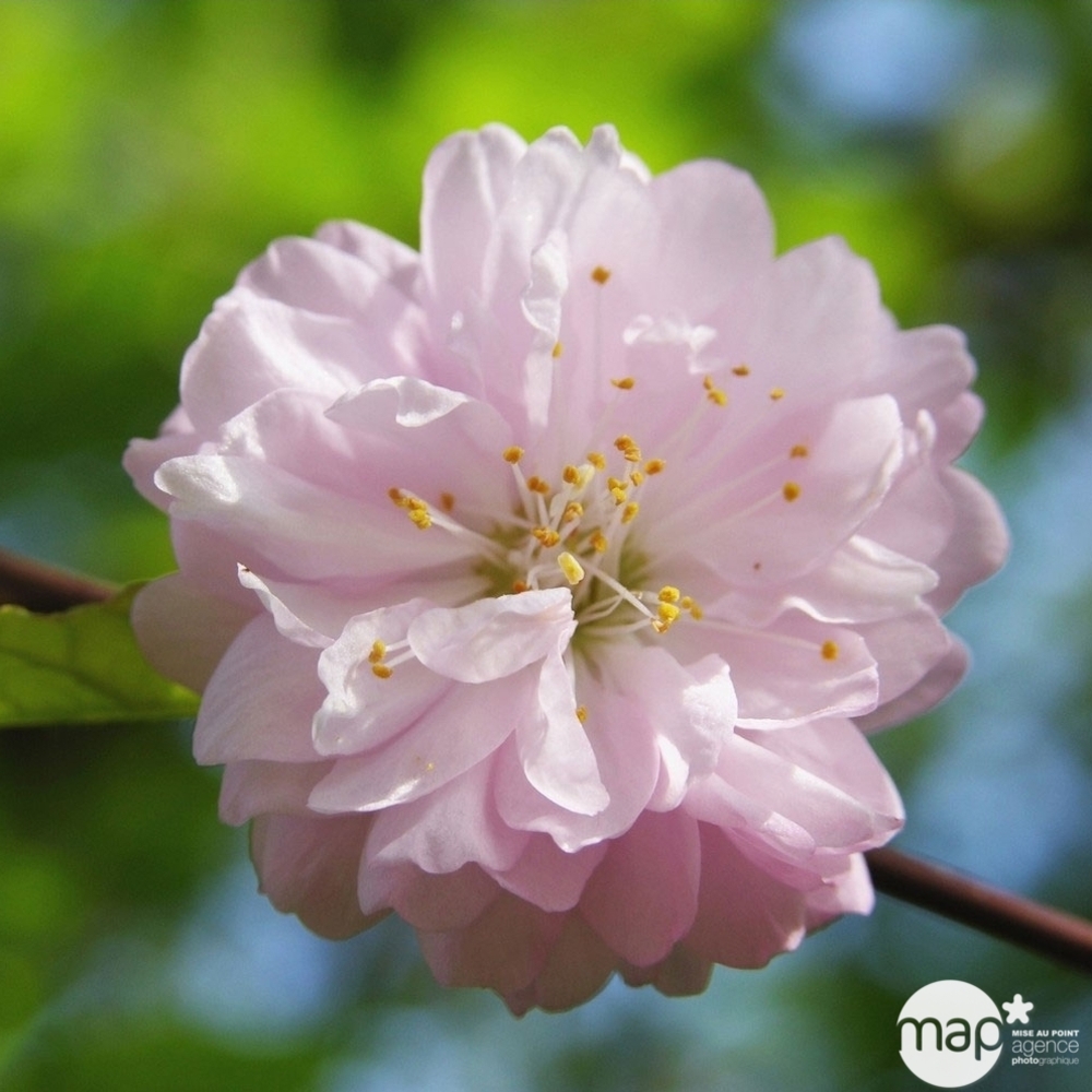 Prunus serrulata 'Amanogawa': conteneur 15 litres