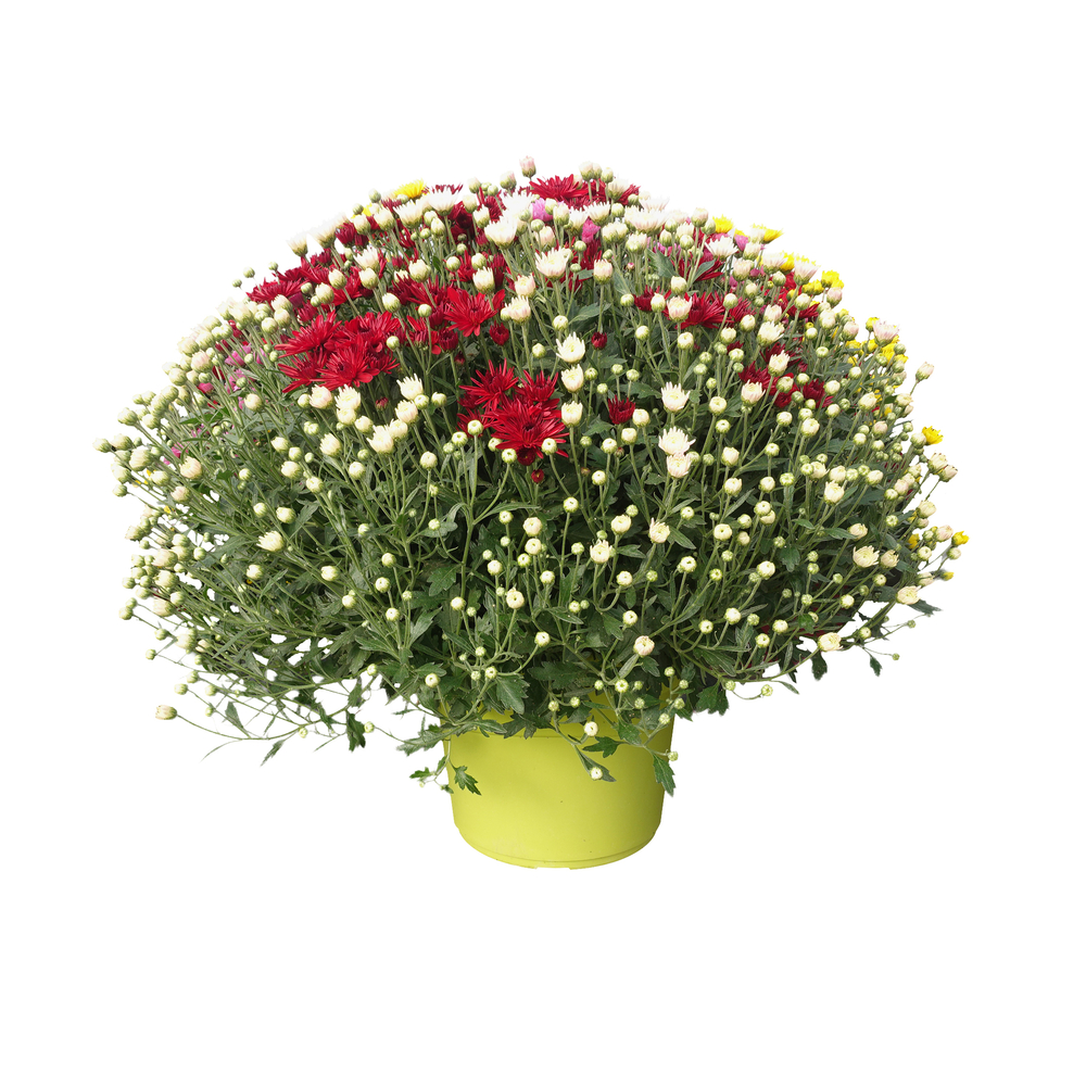Chrysanthème pompon 'carrousel' : pot D. 29cm