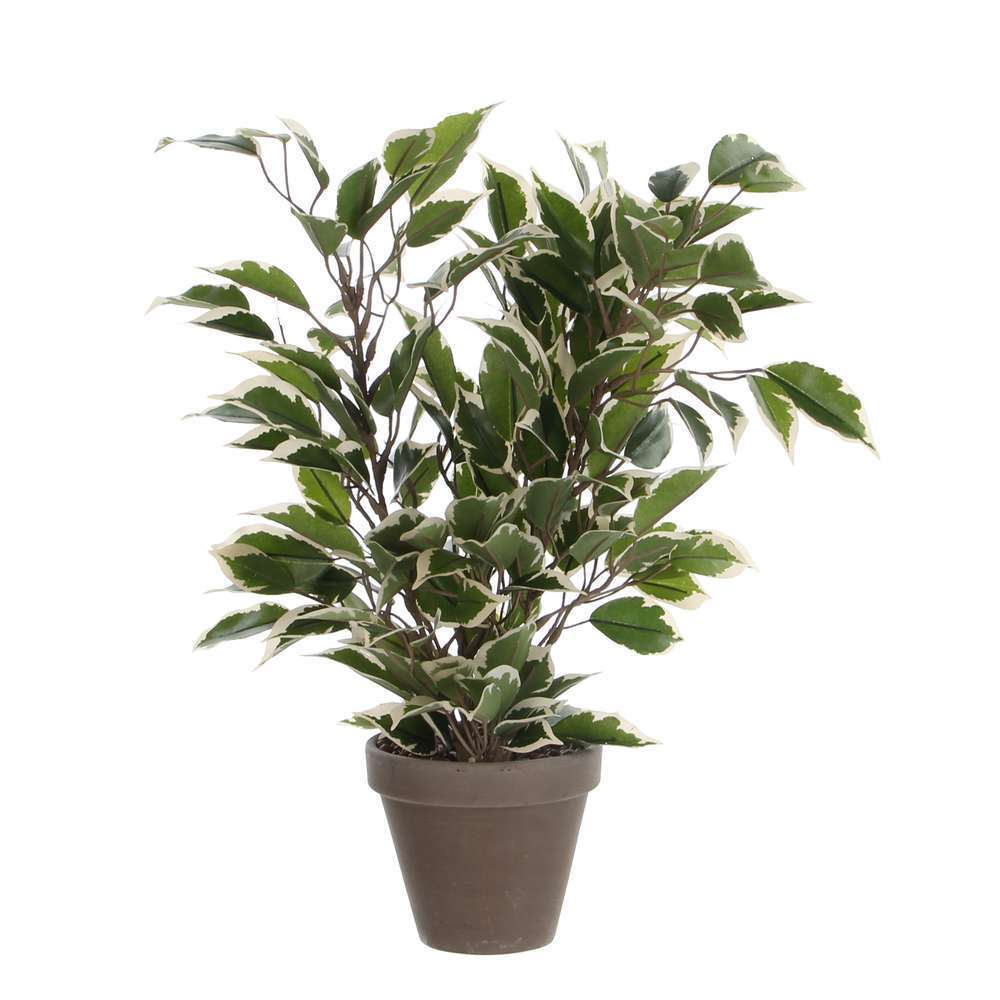 Plante artificielle : Pot Ficus Natasja blanc D. 11 x H. 40 cm