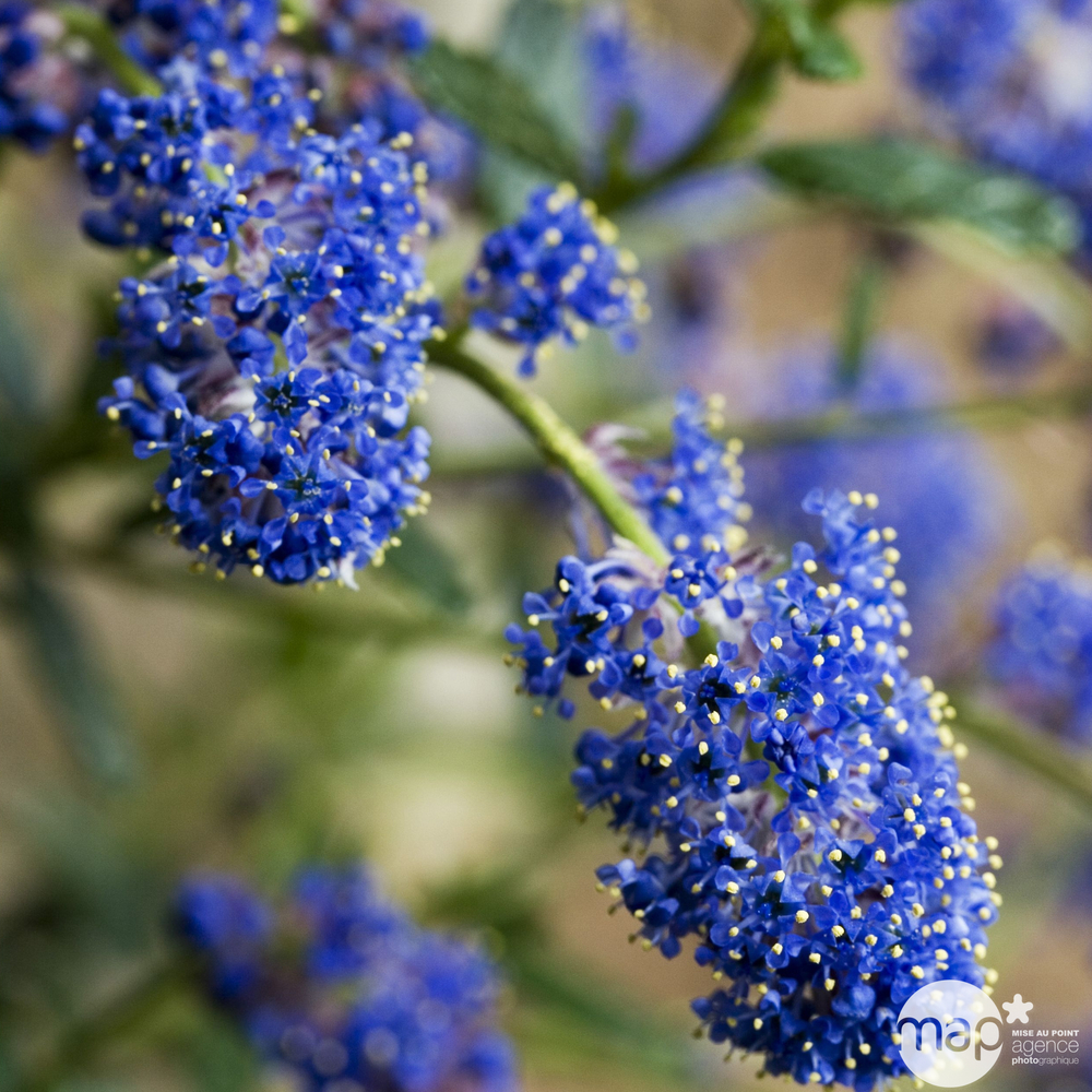 Ceanothus x ‘ italian skies’ :conteneur 3 litres