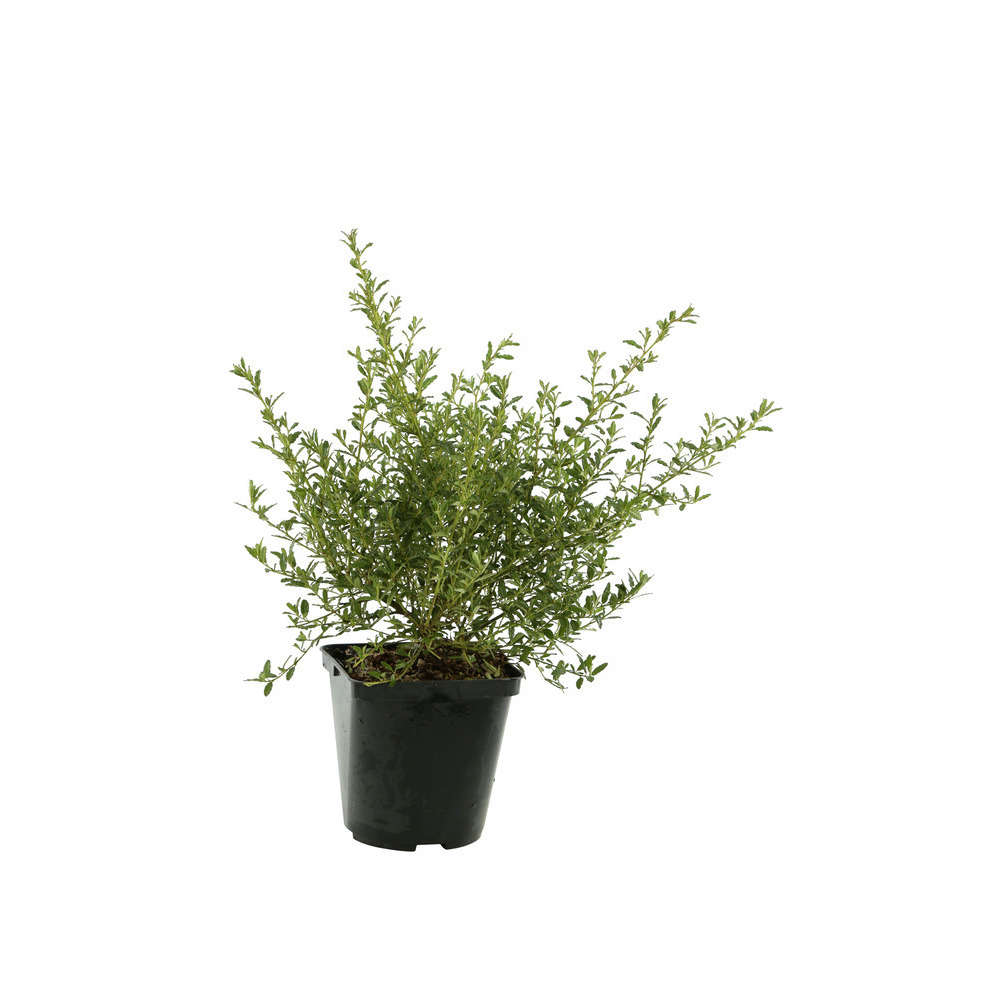 Ceanothus x ' Cynthia Postan': conteneur 4 litres (bleu soutenu)