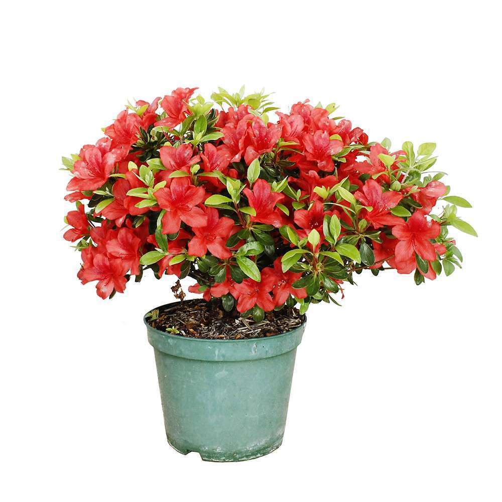 Azalea japonica 'Crouxii Oronte':H25/40, 5L