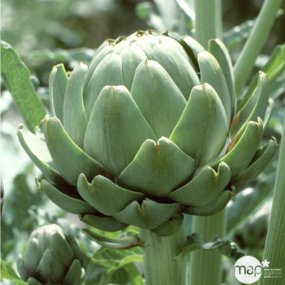 Plant d'artichaut vert 'Imperial Star' F1 : pot de 2,5 litres