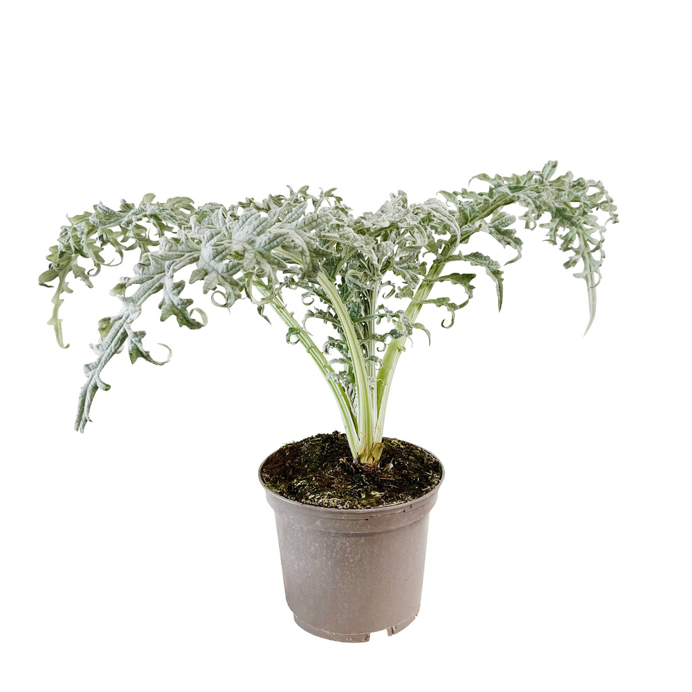 Plant d'artichaut violet 'Olympus' F1 : pot de 2,5 litres