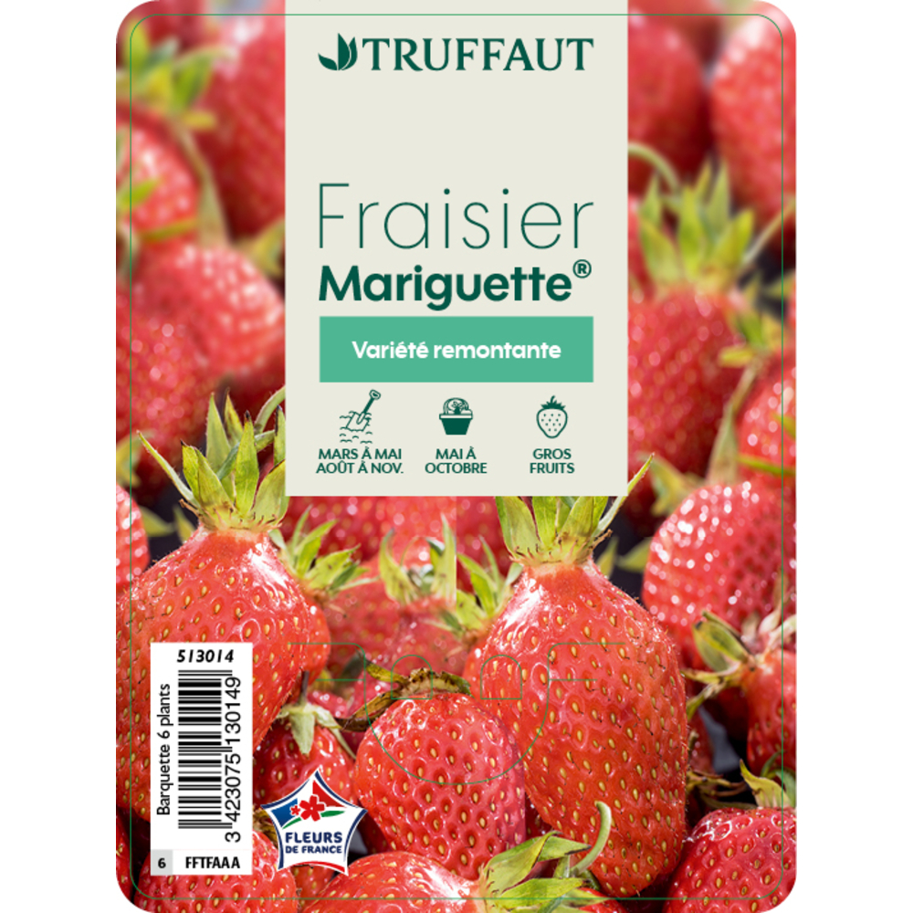 Plants de fraisiers 'Mariguette' : barquette de 6 plants