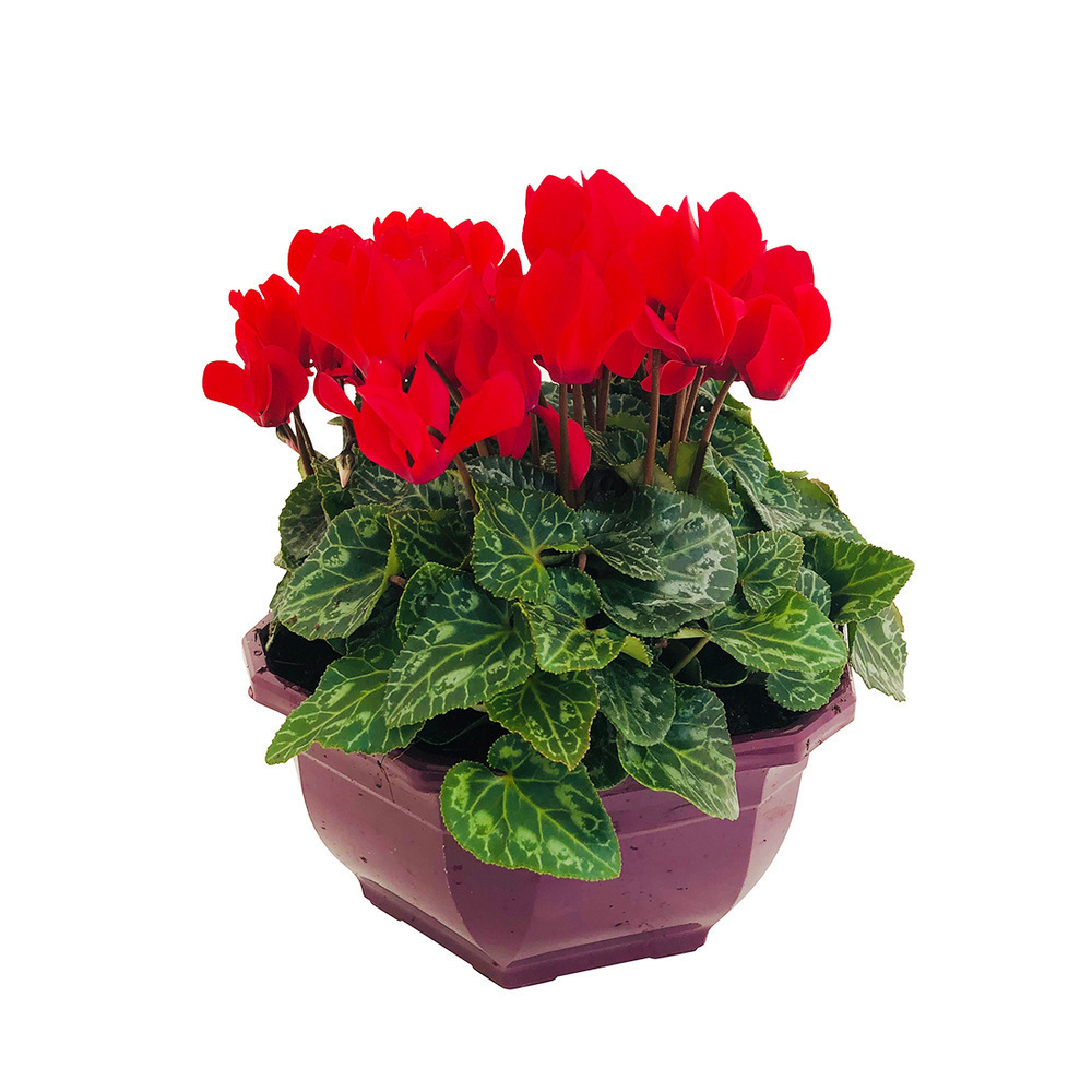 Cyclamen mini en coupe