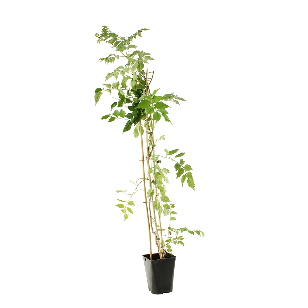 Campsis 'Madame Gallen' : pot de 3L