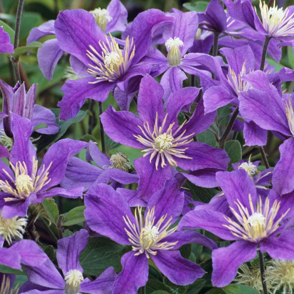 Clématite 'Arabella' : pot 3L