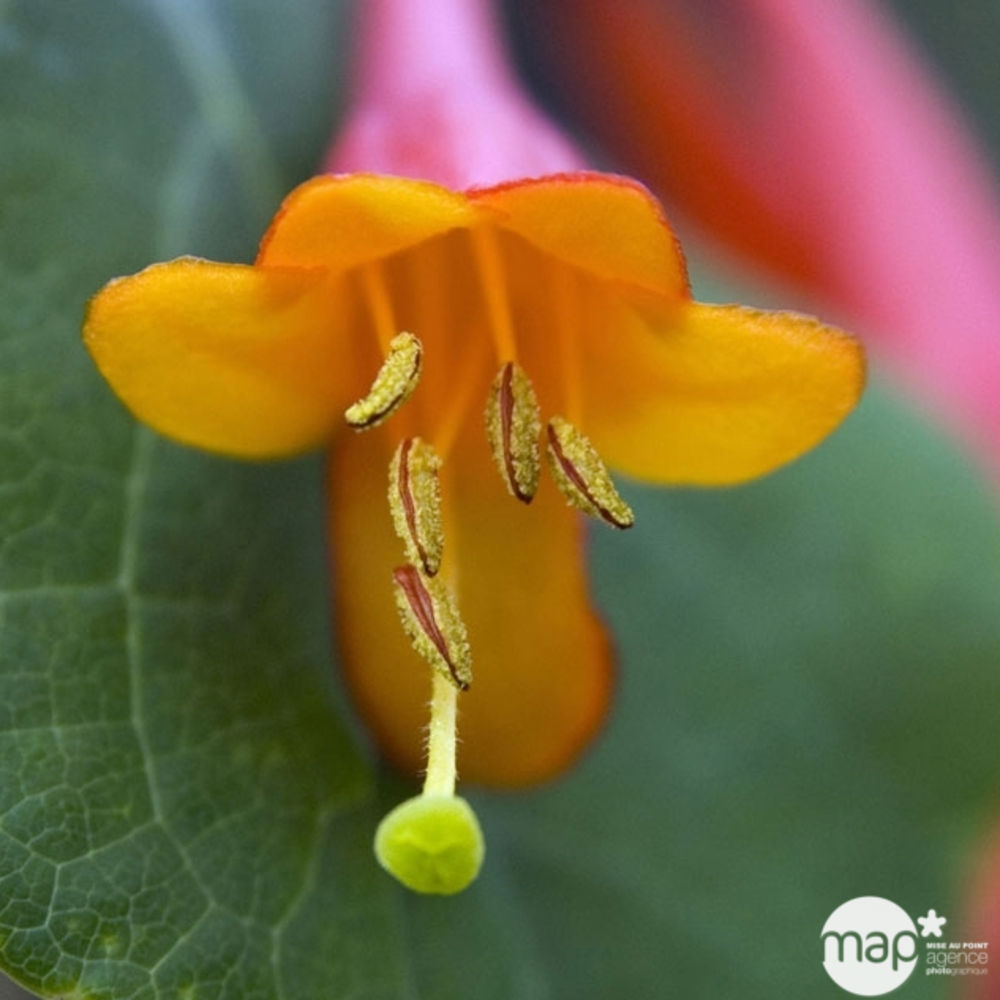 Lonicera Dropmore Scarlet : ctr de 3 Litres