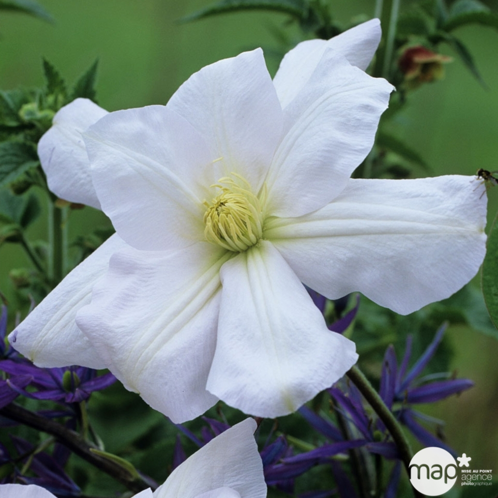Clematis Madame Lecoultre : ctr 1. 5L