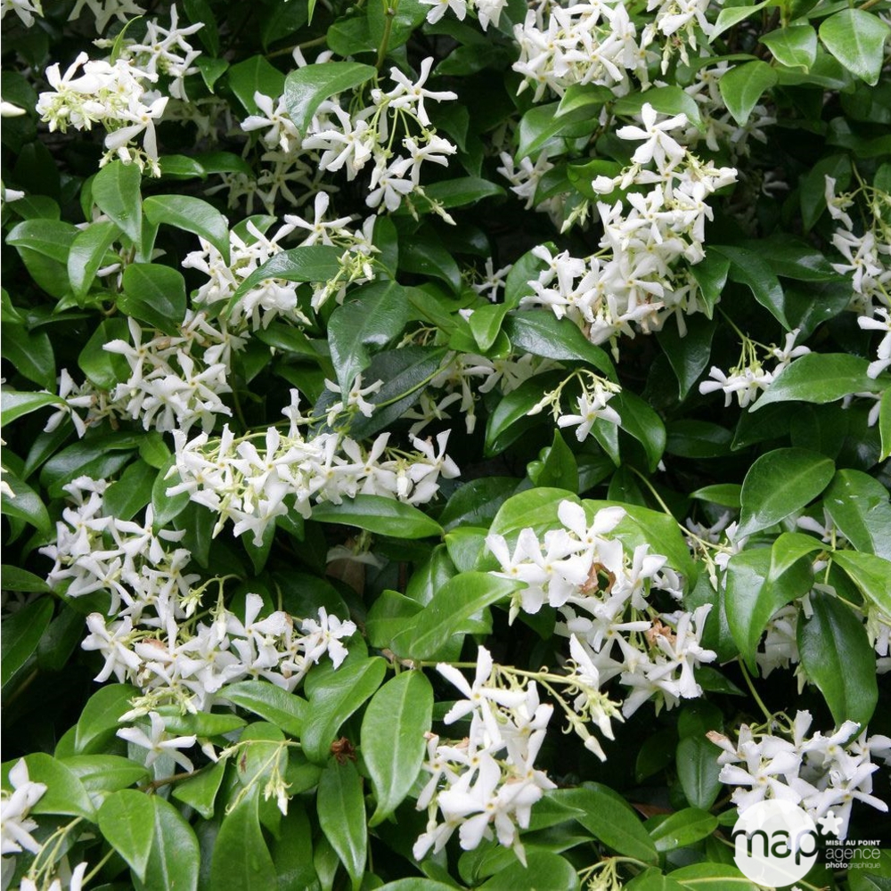 Trachelospermum jasminiodes, pot 1,5 litres