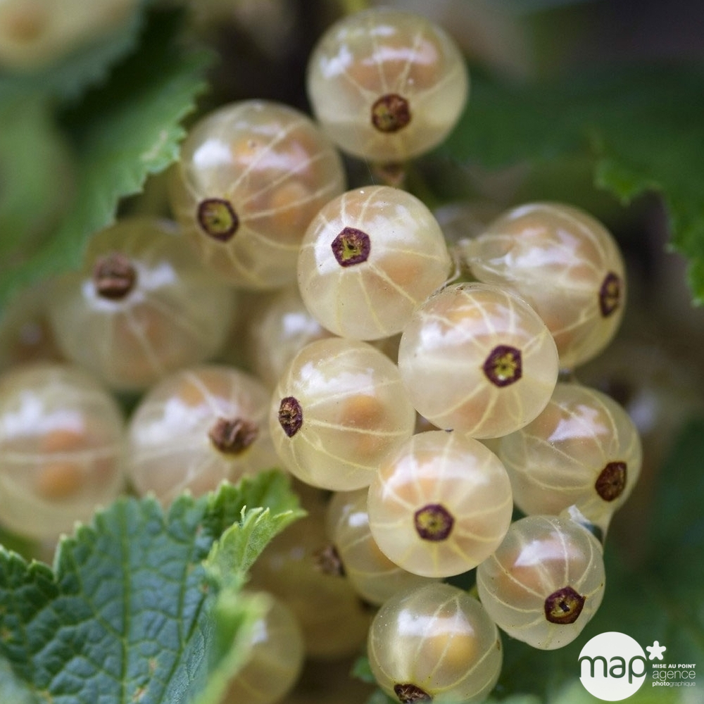Groseillier à grappes 'Versaillaise blanche': pot de 5 litres
