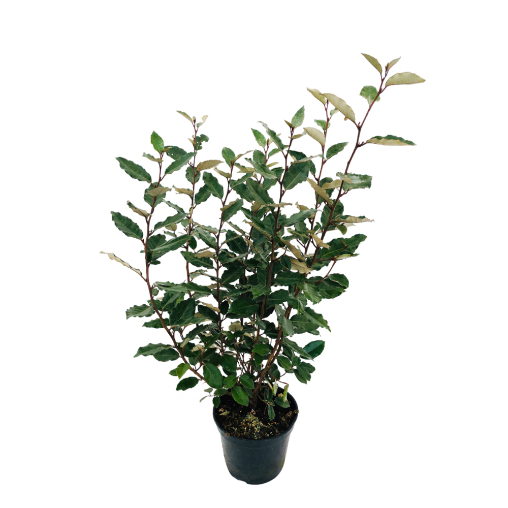 Elaeagnus x ebbingei ' Compacta ' : H. 60/80cm, conteneur 5 litres