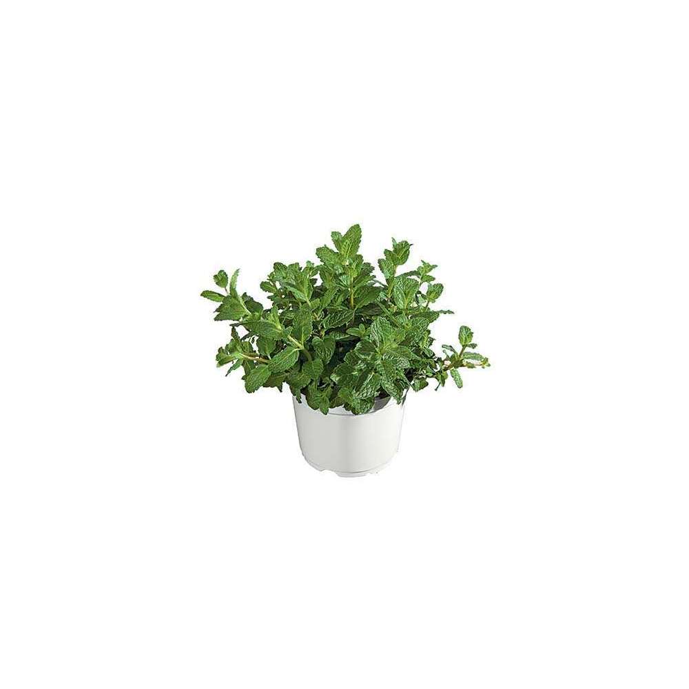 Plant de menthe Marocaine,pot de diam 14cm
