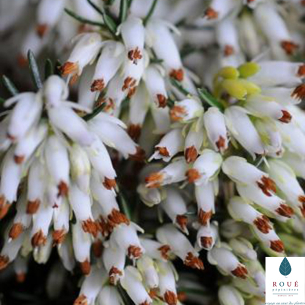 Erica carnea 'Isabell' : conteneur 1 litre