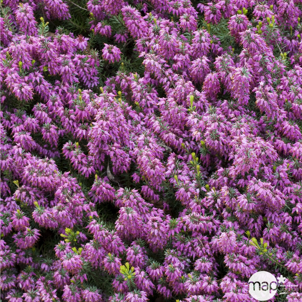Erica carnea 'Rosalie' : conteneur 1 litre