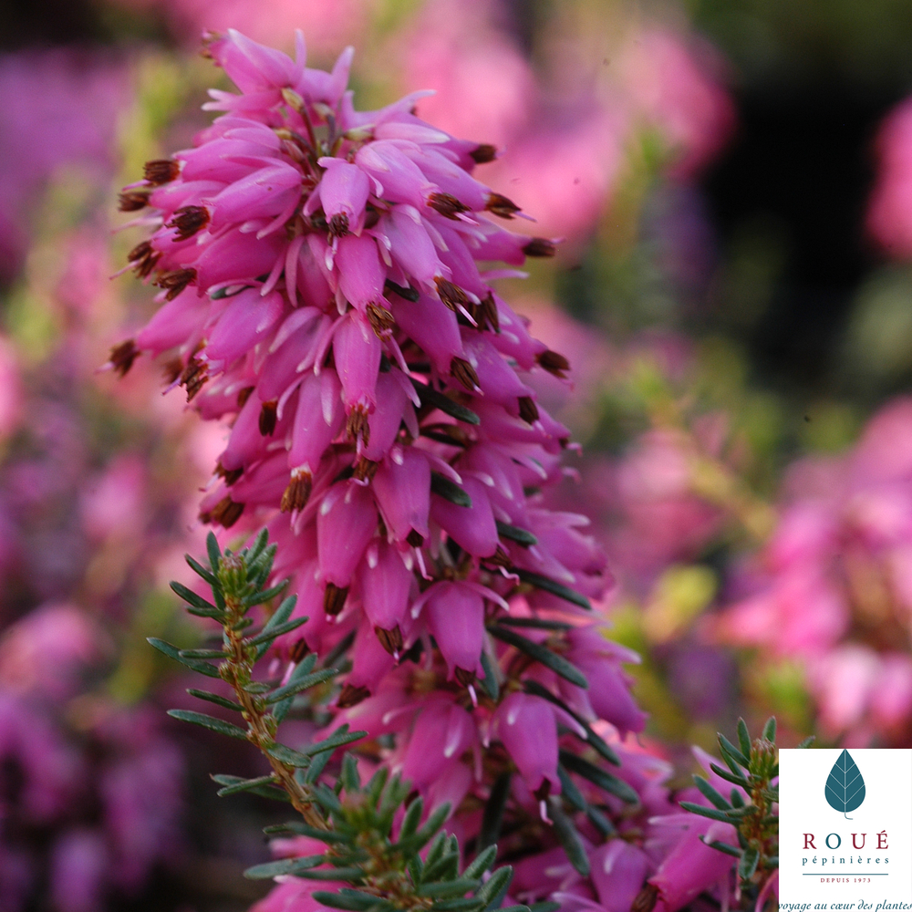 Erica carnea 'Tanja' : conteneur 1 litre
