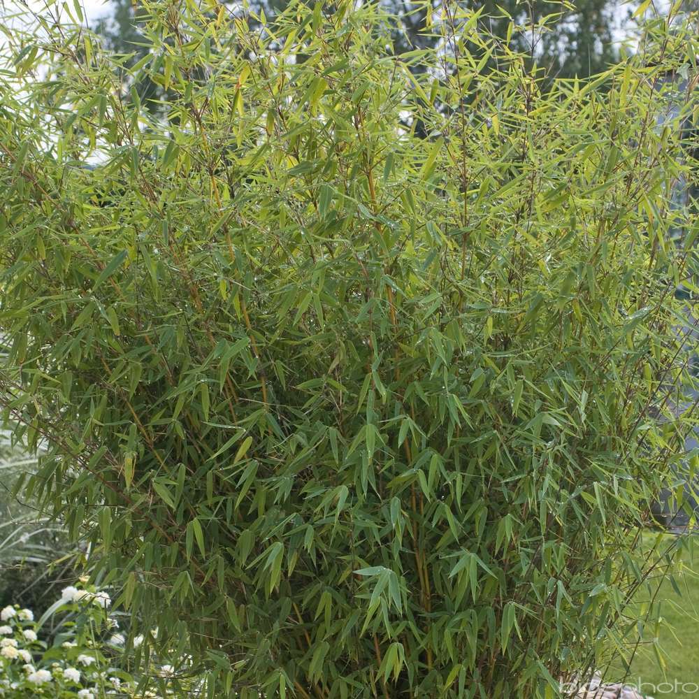 Bambou non-traçant fargesia angustissima: pot de 3 litres