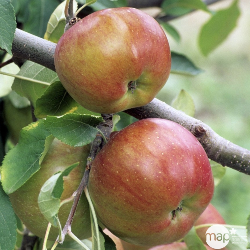 Pommier Melrose : fuseau 3 ans d'âge ctr 20L