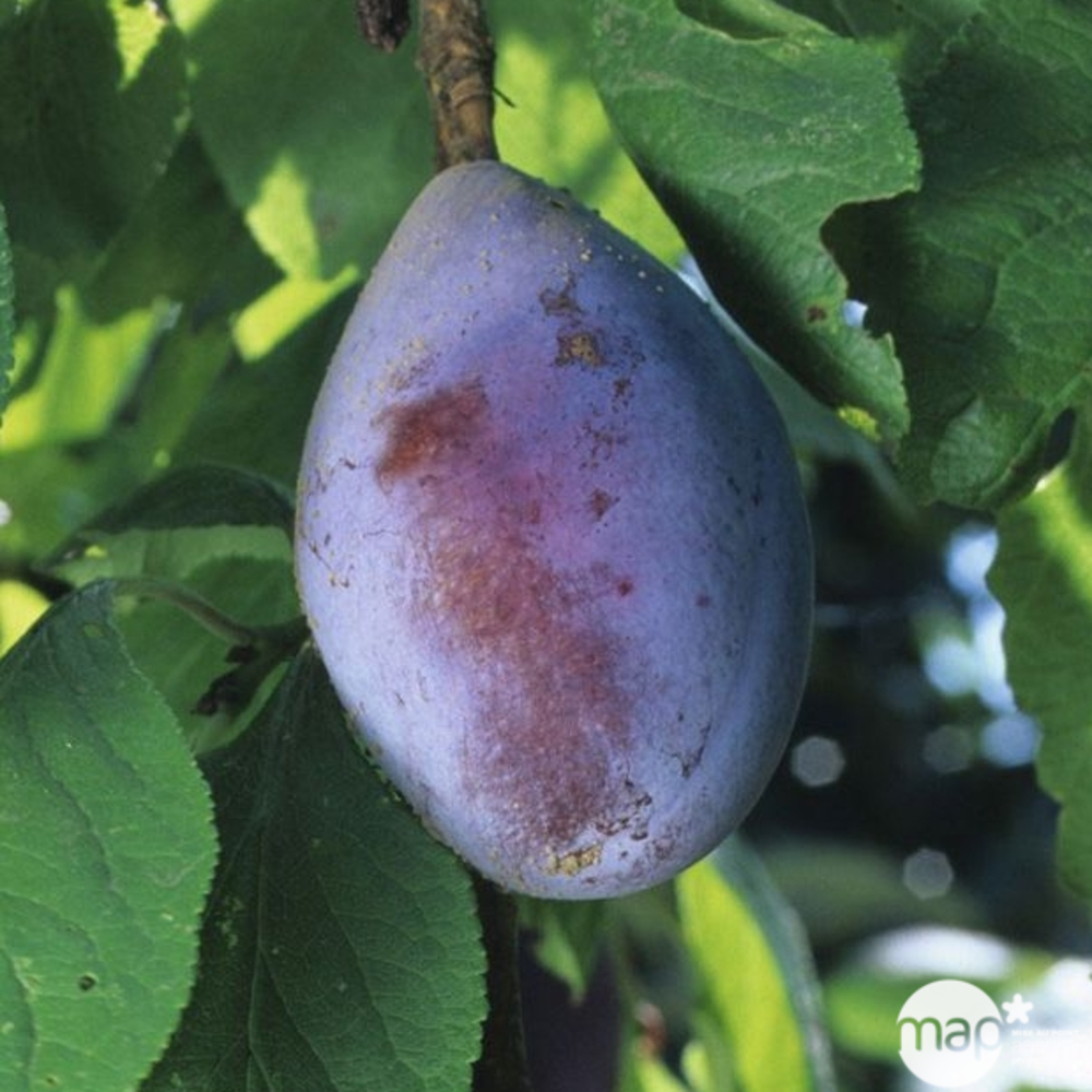 Prunier Quetsche d'Alsace : fuseau 3 ans d'âge ctr 20L