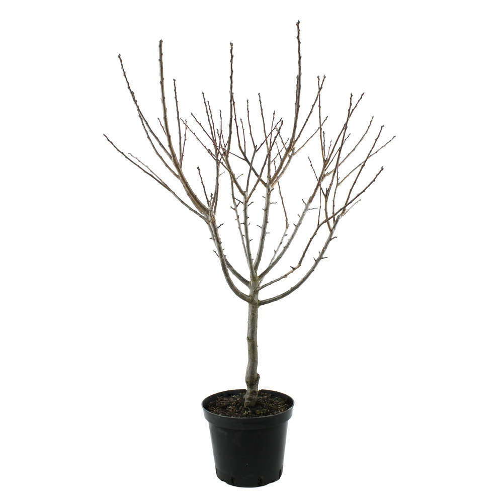 Prunier Reine-Claude Dorée : fuseau 3 ans d'âge ctr 20L