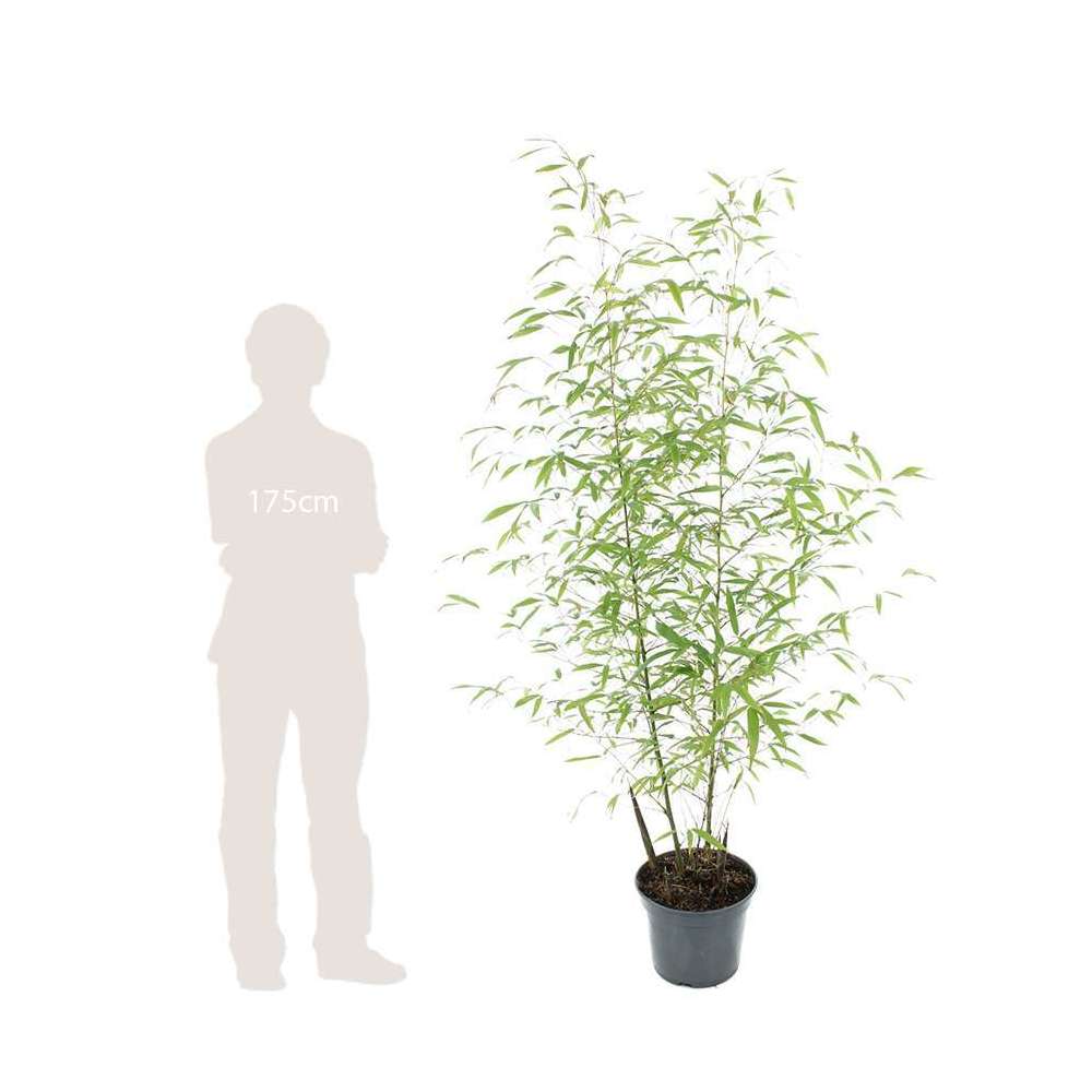 Bambou moyen phyllostachys aurea 150/200 cm: pot de 20 litres