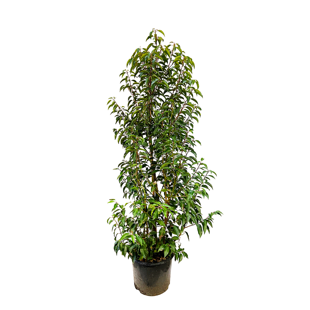 Prunus lusitanica 'Myrtifolia ' : ctr 15L