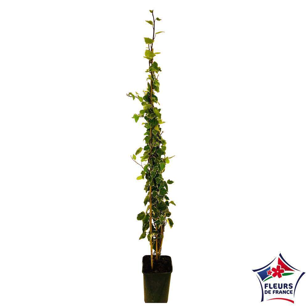 Hedera Gloire de Marengo : Tipi ctr 6L