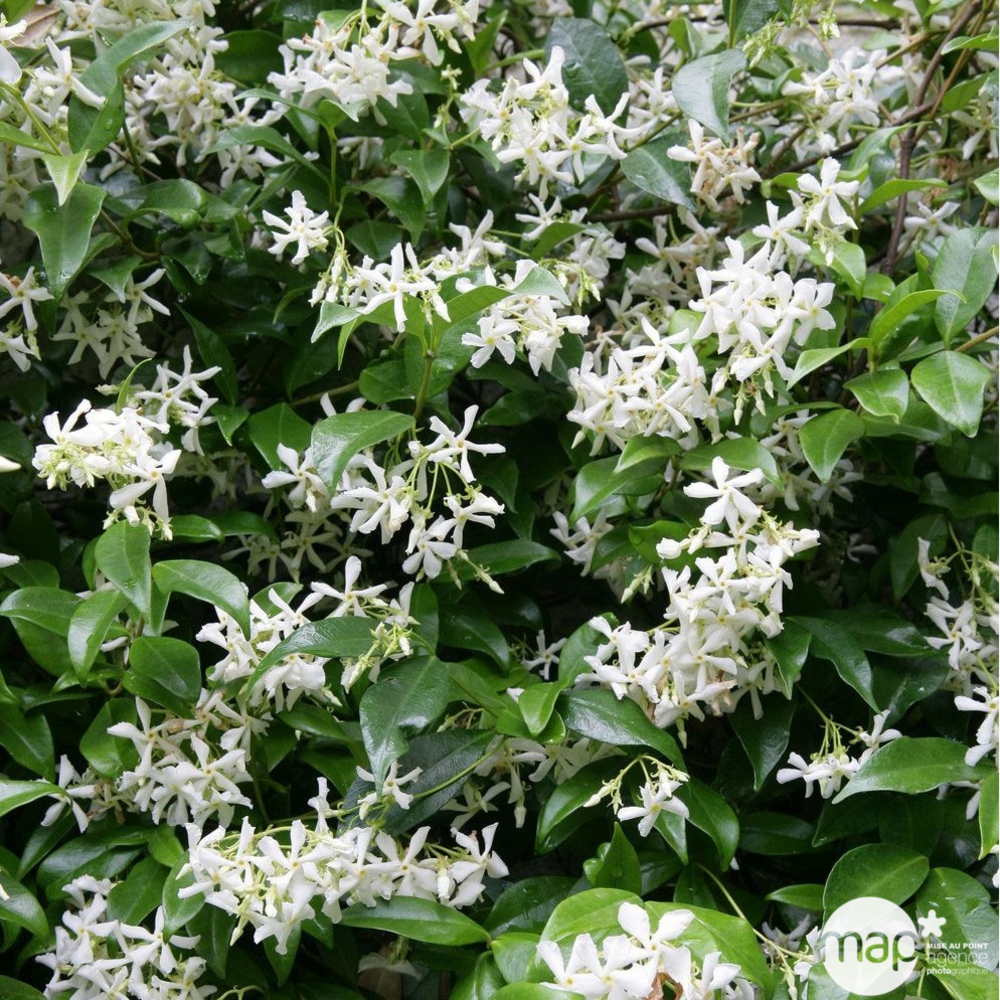 Trachelospermum Jasminoïdes : tipi ctr 6L