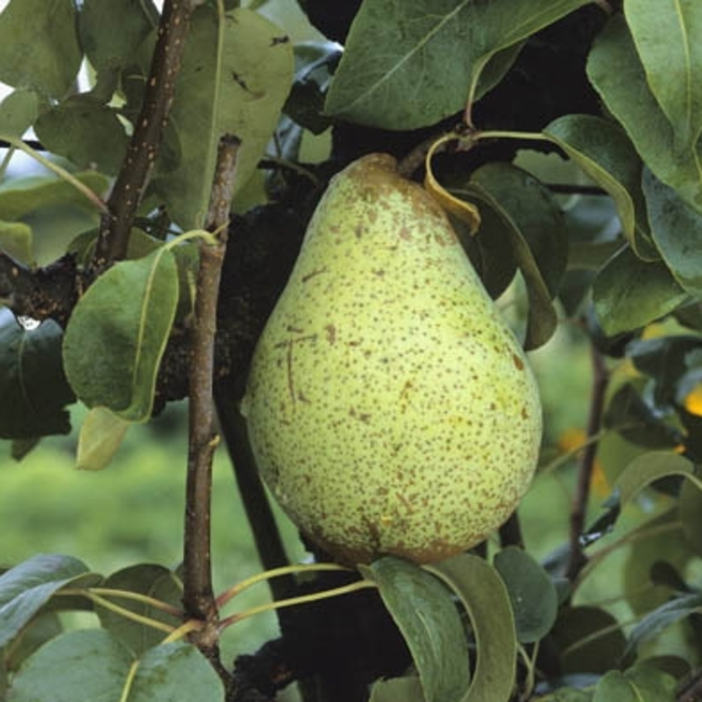 Poirier Comtesse de Paris : Palmette en U, prêt à planter
