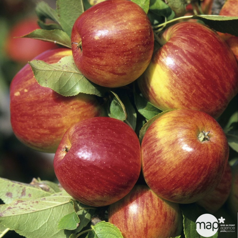 Pommier Jonagold : Palmette en U, prêt à planter