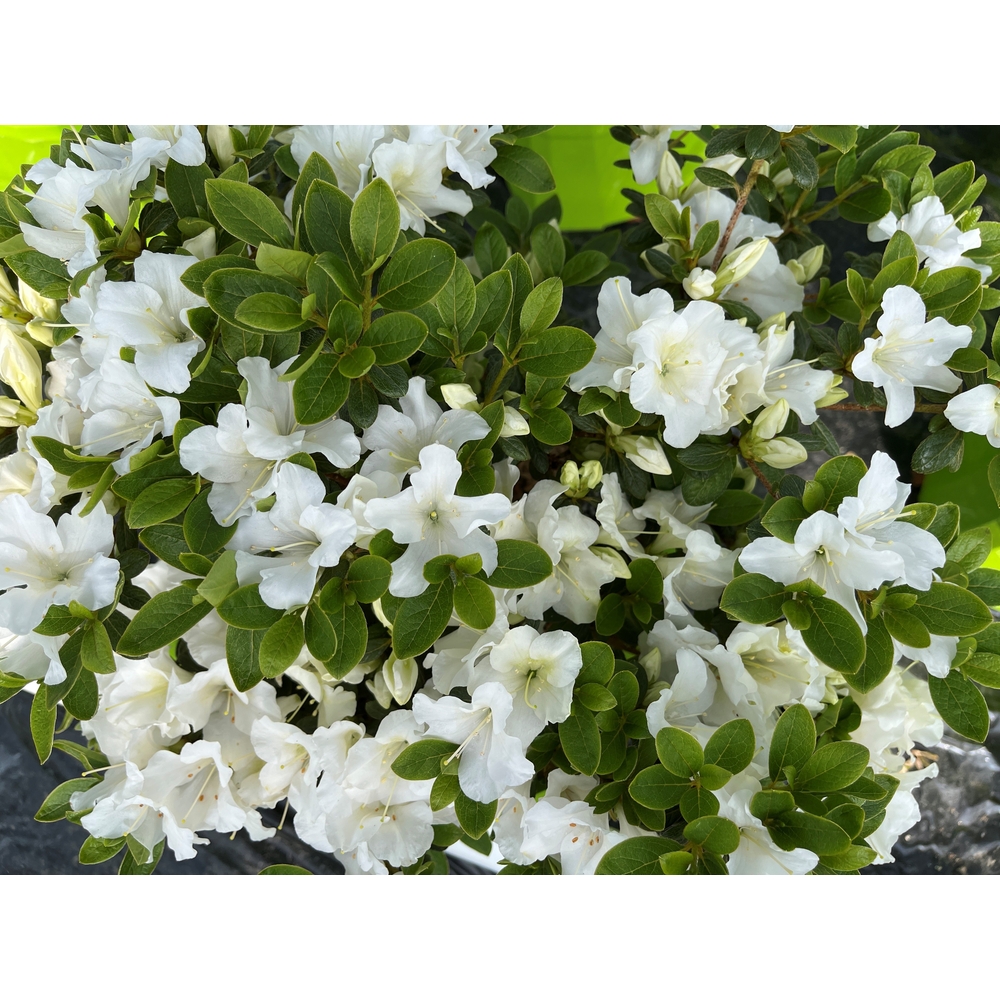 Azalea japonica 'Encore '® : ctr 4L