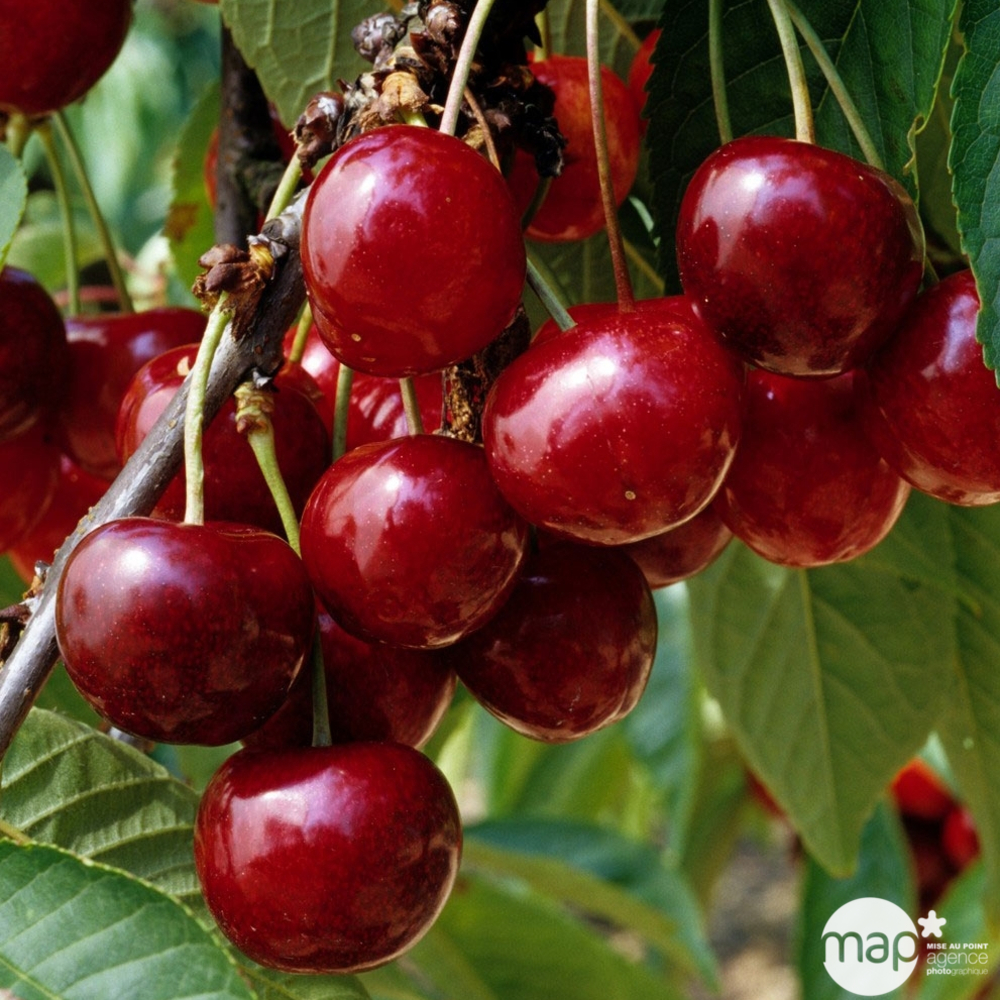 Cerisier Bigarreau Geant d'Hedelfingen, demi-tige, 15 litres