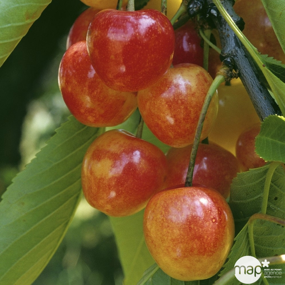 Cerisier Varié : demi tige conteneur 30 litres