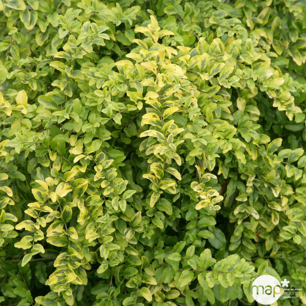 Ligustrum sinensis ' Lemon and LimeTM ' : conteneur de 8 litres