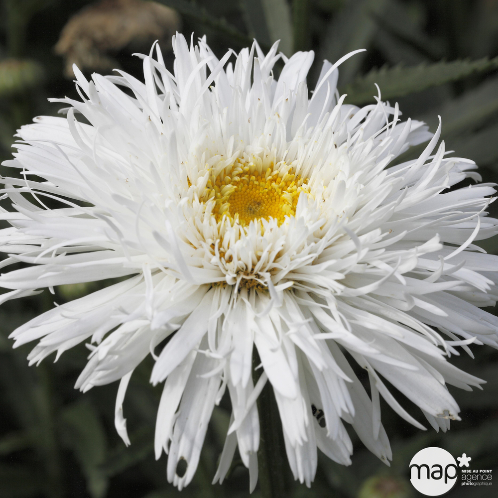 Marguerite d'été 'Aglaia' :godet rouge