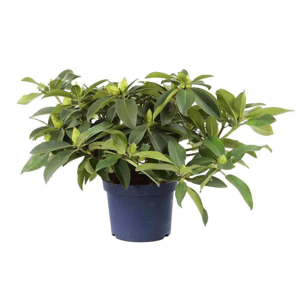 Rhododendron x 'XXL' : D 40/50 cm conteneur 5 litres