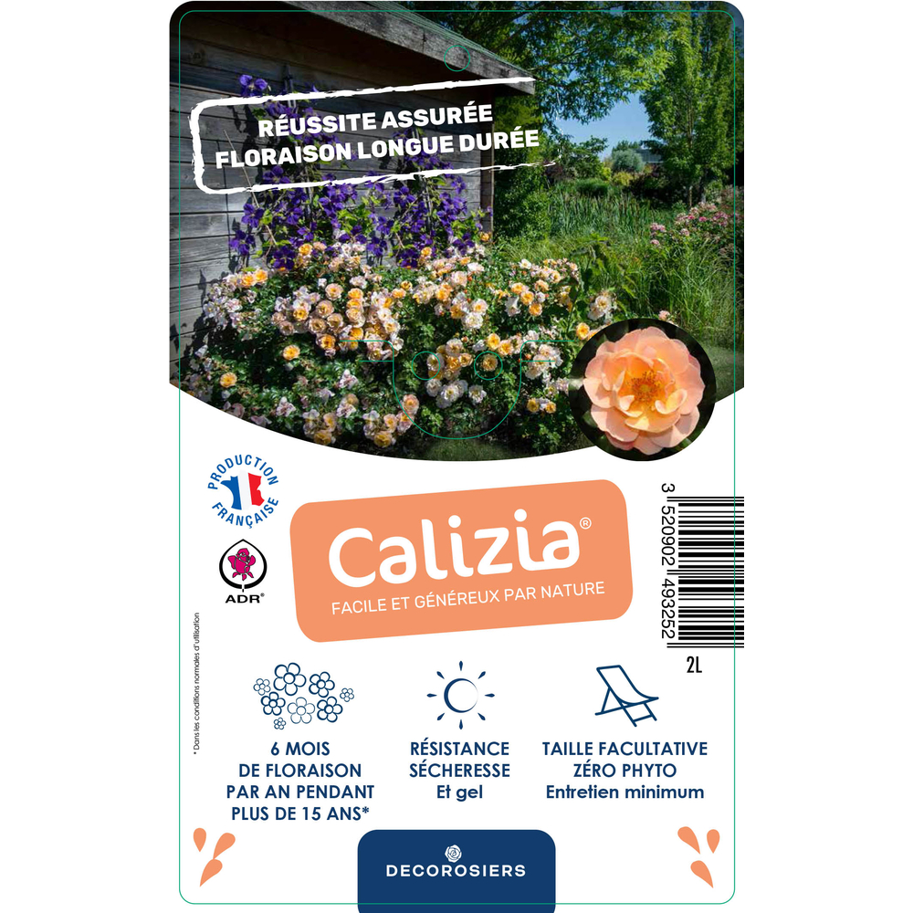 Rosier Décorosiers® : pot de 5 litres