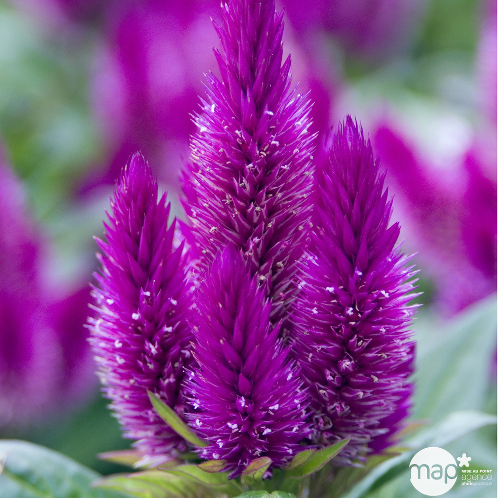 Celosie Caracas Pot 0,65L