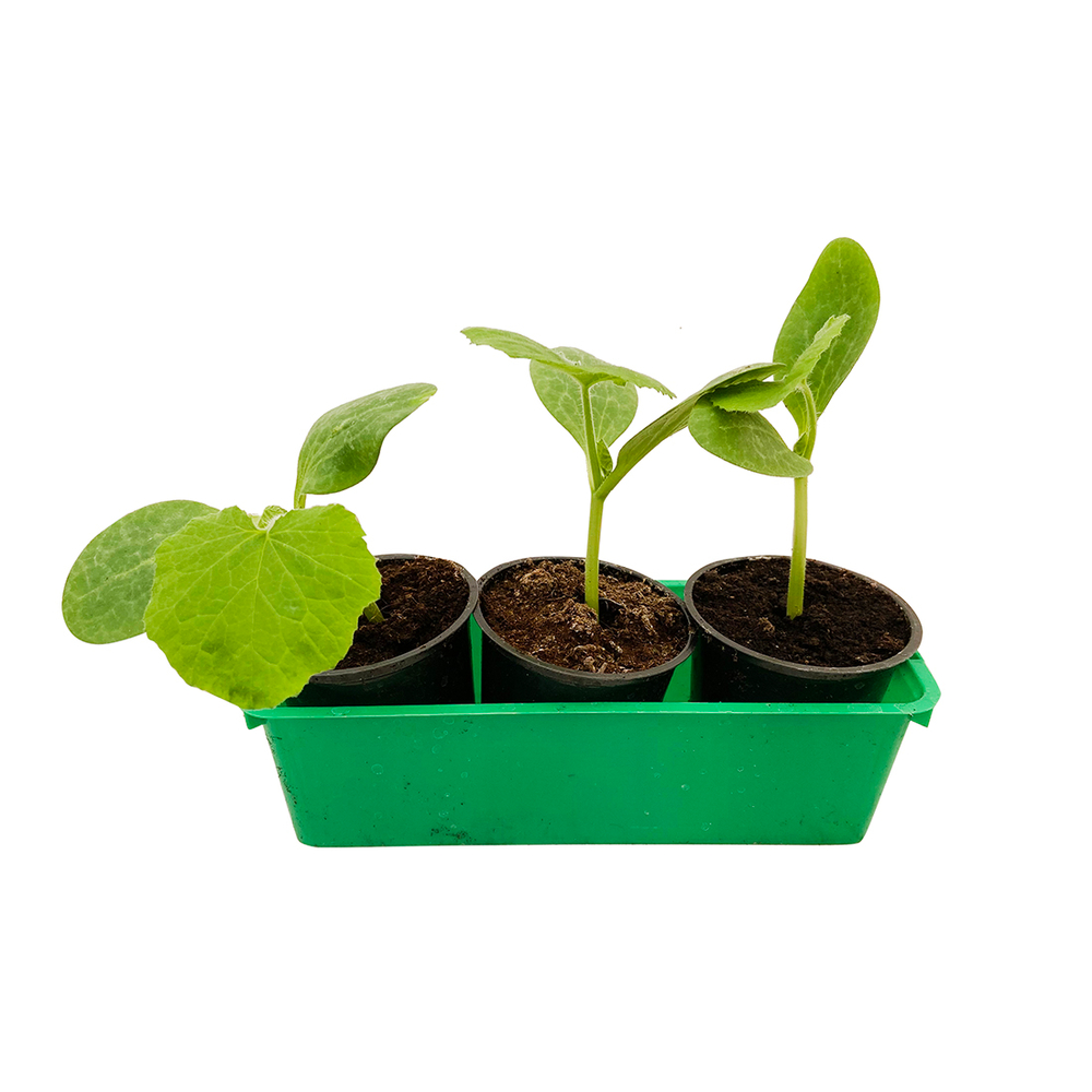 Plants de courges : barquette de 3 plants