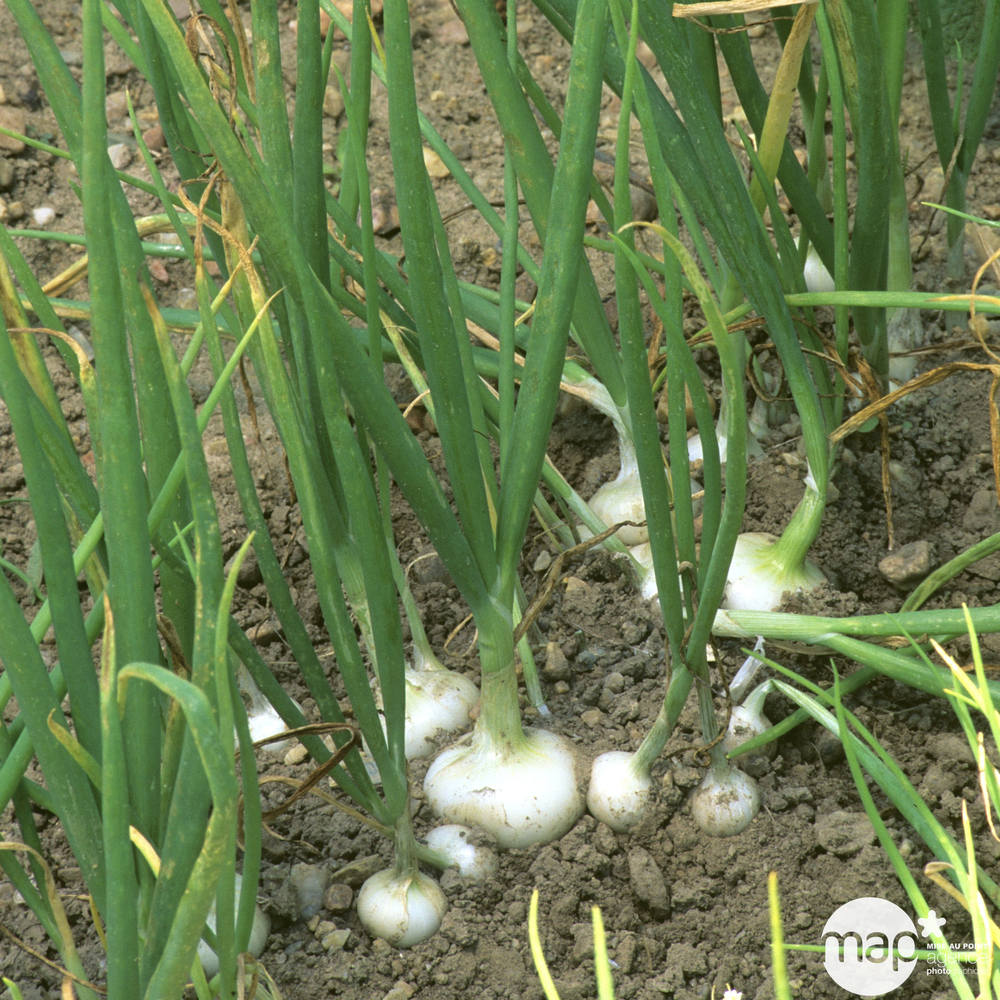 Plants d'oignons blancs 'Rebouillon' : barquette de 50 plants