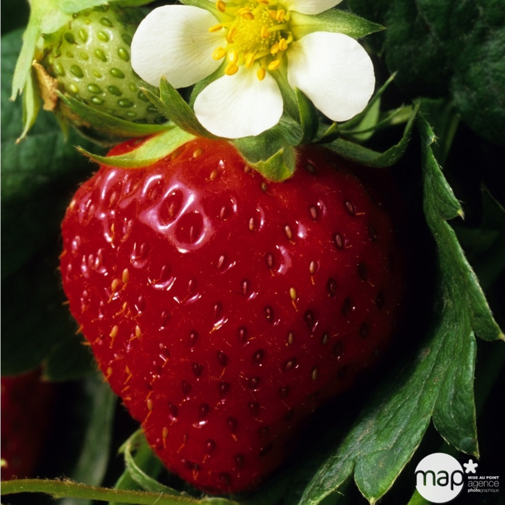 Plant de fraisier 'Charlotte' : pot de 4 litres