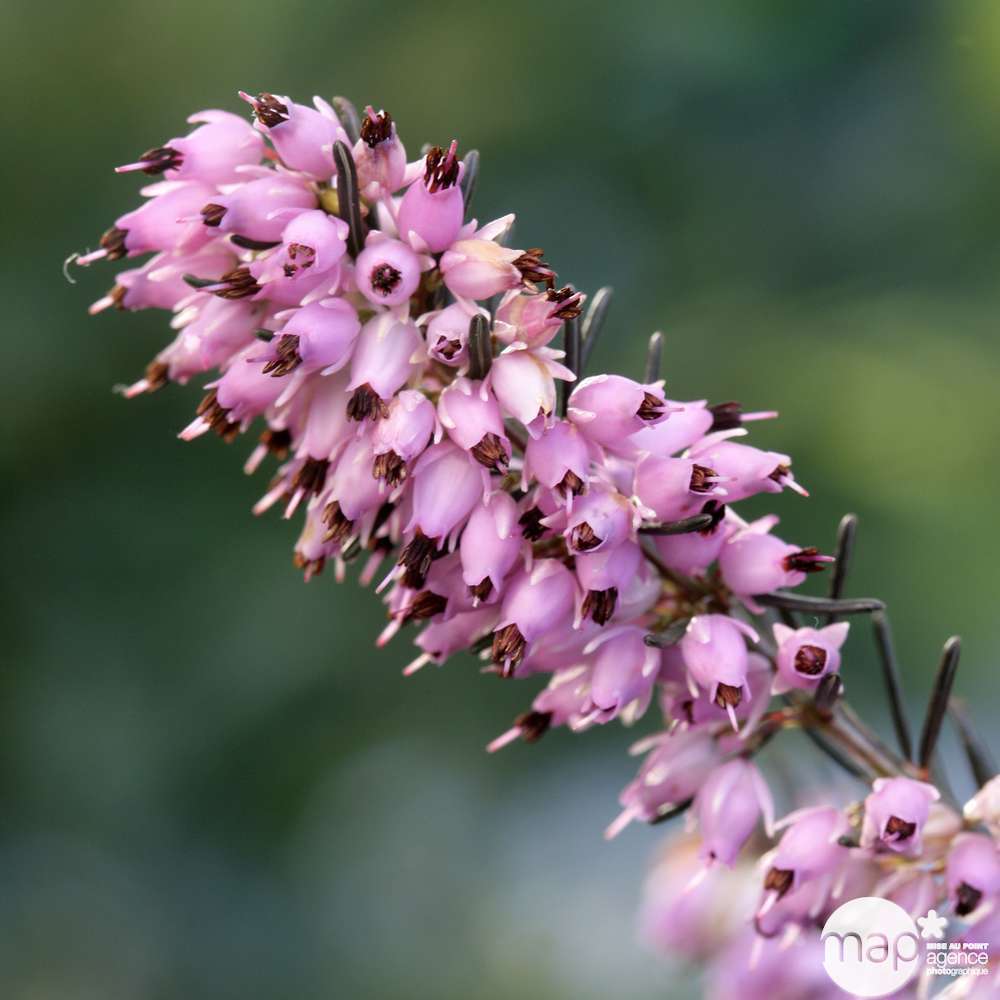 Erica x darleyensis 'Darley Dale':conteneur 5 litres (rose pâle)