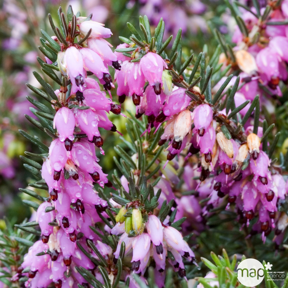 Erica 'Kramer's Rote' : C. 5L (rouge)