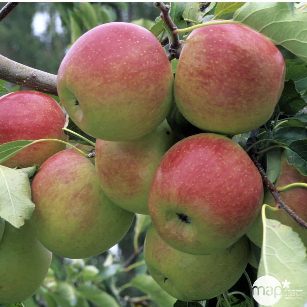 pommier gala palmette U simple prêt à planter